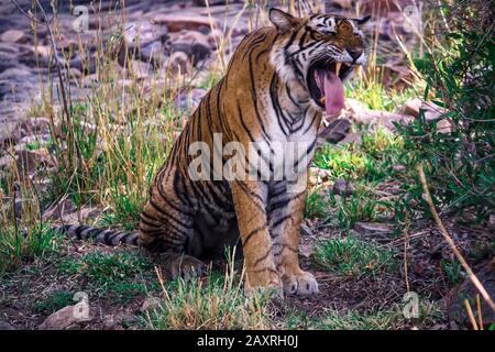 Bengalische Tiger ist eine auf dem indischen Subkontinent heimische panthera-tigris-tigris-population. Stockfoto