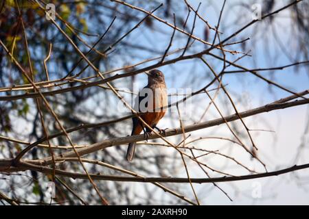 Gemeiner bulbuul, schwarz-äugiger bulbuul oder brauner bulbuul (Pycnonotus barbatus). Mpumalanga. Südafrika. Stockfoto