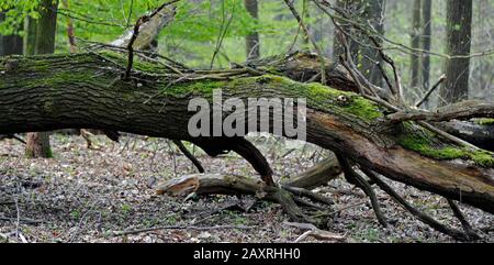 Natürliche Waldlandschaft mit dicken buchen, den wichtigsten Laubbäumen Mitteleuropas, vor Totholz Stockfoto