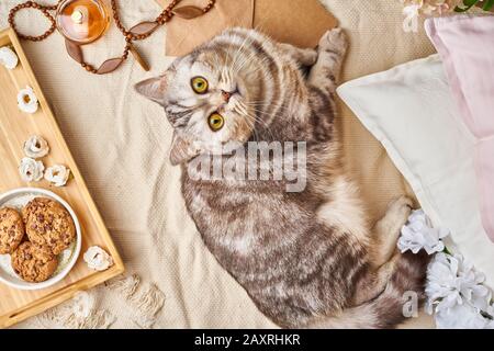 Schottische Tabby-Katze, die zu Hause im Bett liegt. Wochenendkonzept Winter oder Herbst. Flat Lay Woman Accessoires mit Brief, Umschlag, Frühstück, Parfüm Stockfoto