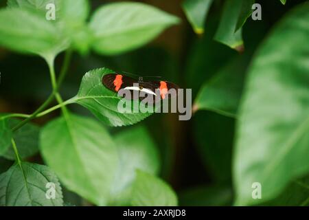 Kleiner Kurier, Heliconius erato, sitzendes Blatt Stockfoto