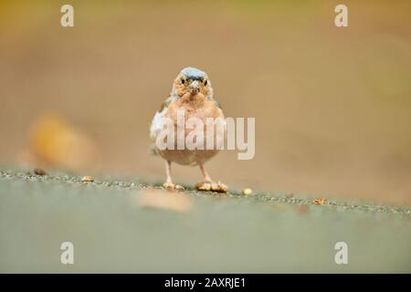 Chaffinch, Fringilla Coelebs, Kopf-an, sitzend, ganzes Porträt Stockfoto