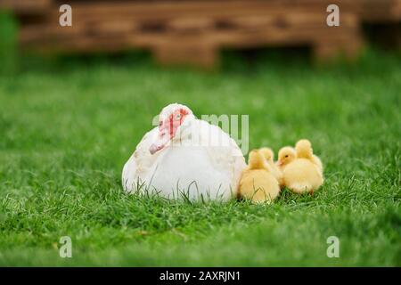 Musk Duckling mit ihren Ducklings, Cairina moschata, Wiese, sitzend Stockfoto