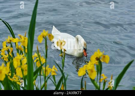 Schwan stumm, Cygnus olor, seitlich, Schwimmen Stockfoto