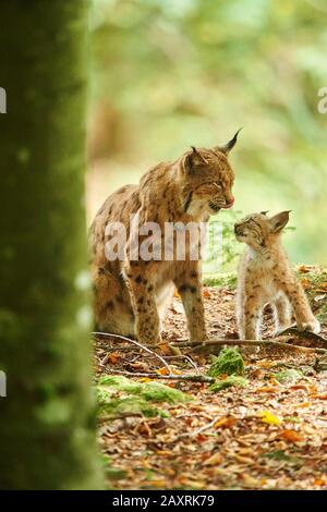 Eurasisch Lynx, Lynx Luchs, Mutter mit jungem, Bayerischem Wald, sitzend, Bayern, Deutschland, Europa Stockfoto