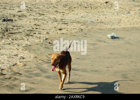 Schließen Sie einen gelben männlichen Hund, der am Strand läuft, mit Hundeschatten auf Sand, Haushund, wilden Hundebildern Stockfoto