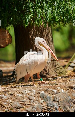 Dalmatiner Pelikan, Pelecanus crispus, seitlich stehend Stockfoto