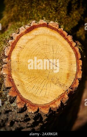 Englische Eiche (Quercus robur, Quercus pedunculata), Baumstamm, Profil Stockfoto