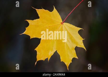 Spitzahorn, Acer Platanoides, gelb, Blätter, Herbst, Deutschland Stockfoto