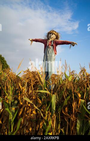 Scarecrow über dem Kornfeld lächelt und sieht mit seinem Los im Leben zufrieden Stockfoto