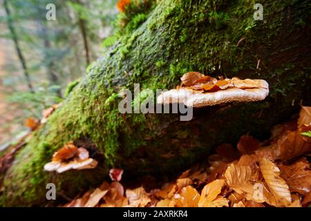 Tinnerpilz (Fomes fomentarius), Baumstamm, Europäische Buche, Fagus sylvatica, Herbst, Bayerischer Wald Stockfoto