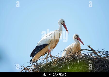 Weißstörche, Ciconia ciconia, nisten, seitlich, stehend Stockfoto