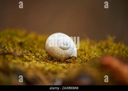 Essbare Schnecke, Helix pomatia, Schneckenschale, Moos, Baumstamm, Nahsicht Stockfoto