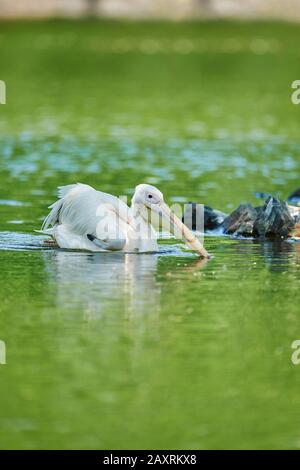 Dalmatiner Pelikan, Pelecanus crispus, frontal, Schwimmen Stockfoto