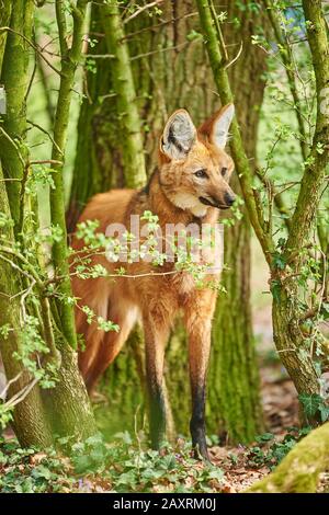 Bemannter Wolf, Chrysocyon brachyurus, stehend, seitlich Stockfoto