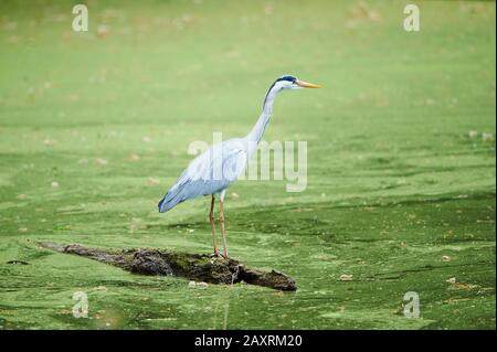 Graureiher, Ardea cinerea, Baumstamm, Treibholz, Wasser, stehend, seitlich Stockfoto