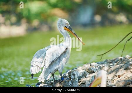 Dalmatiner Pelikan, Pelecanus crispus, seitlich stehend Stockfoto