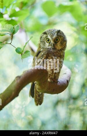 Tengmalms Eule, Aegolius funereus, Zweig, frontal, sitzend Stockfoto