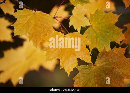 Spitzahorn, Acer Platanoides, gelb, Blätter, Herbst, Deutschland Stockfoto