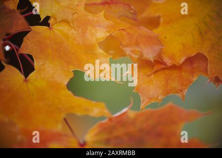 Spitzahorn, Acer Platanoides, gelb, Blätter, Herbst, Deutschland Stockfoto