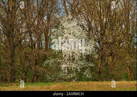 Wildvogelkirsche (Prunus avium) blüht, Frühling Stockfoto