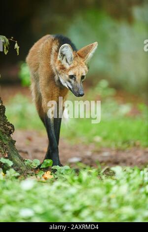 Bemannter Wolf, Chrysocyon brachyurus, stehend, seitlich Stockfoto