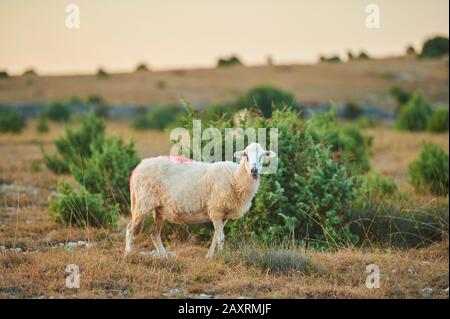 Hausschafe, Ovis orientalis widder, Stand, Sommer, seitwärts, Kroatien Stockfoto