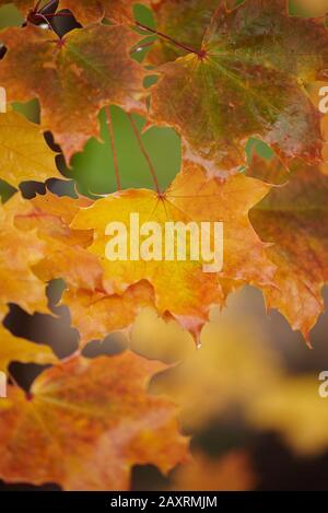 Spitzahorn, Acer Platanoides, gelb, Blätter, Herbst, Deutschland Stockfoto