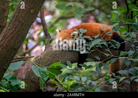 Roter Panda firefox schläft auf dem Baum, Provinz Sichuan, China Stockfoto