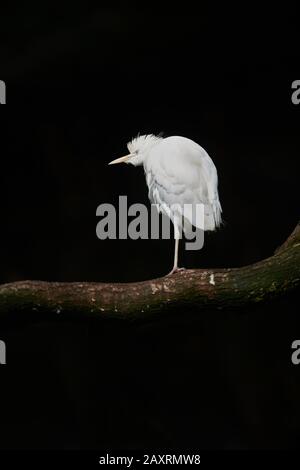 Cattle Egret, Bubulcus Ibis, Branch, von hinten, stehend Stockfoto