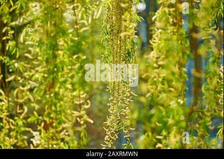 Weinende Weide, Salix sepulcralis 'Chrysocoma', Blüte, Frühling Stockfoto