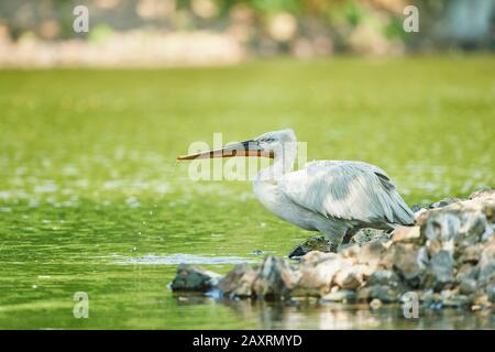 Dalmatiner Pelikan, Pelecanus crispus, seitlich stehend Stockfoto