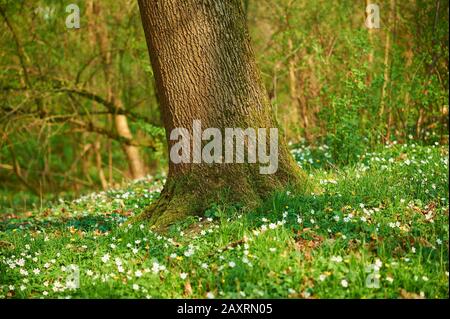 Englische Eiche (Quercus robur), Baumstamm, Anemone nemorosa, Blumen, Blüte Stockfoto