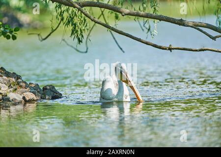 Dalmatiner Pelikan, Pelecanus crispus, frontal, Schwimmen Stockfoto