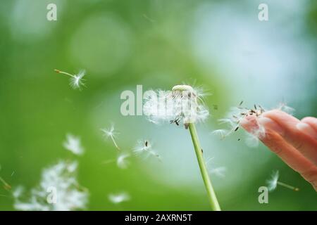 Gewöhnliche Löwenzahn, Taraxacum sect. Ruderalia, Samen Stockfoto