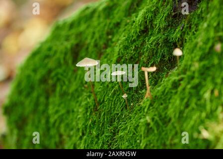 Milchtropfenmykena, Mycena galopus, wachsen, Baumstamm, Mossy Stockfoto