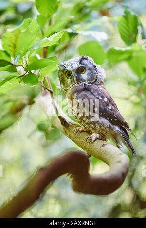 Tengmalms Eule, Aegolius funereus, Zweig, frontal, sitzend Stockfoto