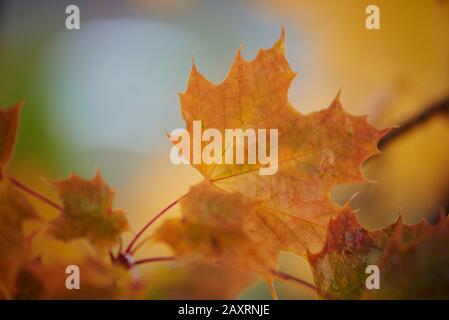 Spitzahorn, Acer Platanoides, gelb, Blätter, Herbst, Deutschland Stockfoto