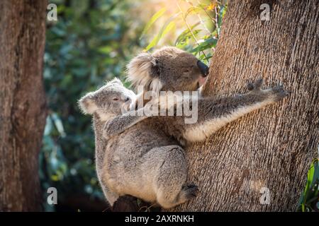 Koala-Baby auf dem Rücken der Mutter. Stockfoto