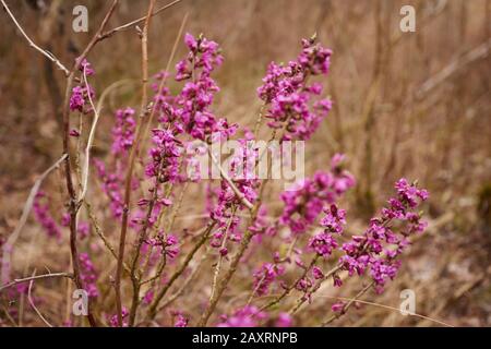 Echte daphne, Daphne mezereum, Twig, Blume, Nahaufnahme Stockfoto