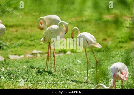 Rosa Flamingo, Phönicopterus Roseus, Wiese, stehend, seitlich, Blick in die Kamera Stockfoto