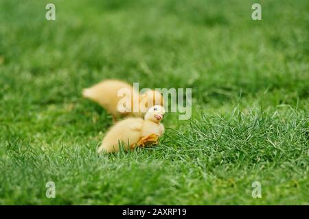 Ducklings, Muscovy Duck, Cairina moschata, Meadow, sitzend Stockfoto