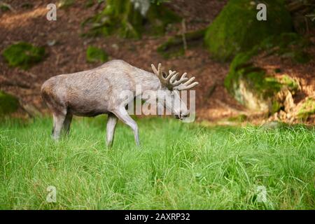 Europäische Elche, Alces Alces Alces, Stier, Waldrand, seitwärts, Lauf Stockfoto