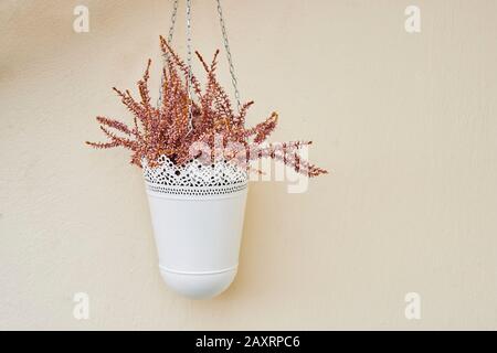 Besenheide in einem Blumentopf, Calluna vulgaris, Blumen, blühen, versiegt Stockfoto