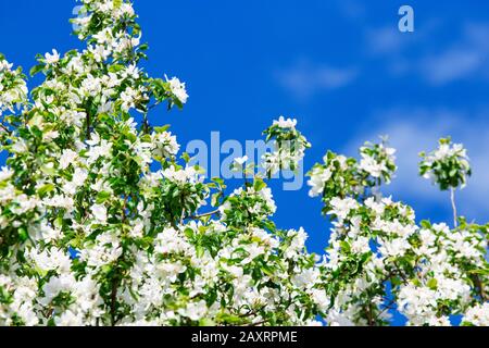Apfelblütenzweige im Frühjahr Stockfoto