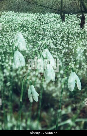 Wiese mit Schneefall in Waldlichtung, Galanthus, komponieren Stockfoto