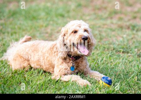 Ein Spoodle-Hund jagt einen Ball in einem australischen Park Stockfoto