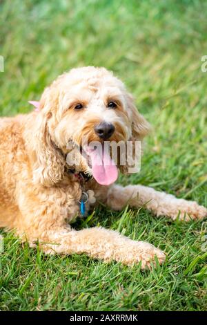 Ein Honigfarbiger Puppenspieler sitzt leise in einem Park, nachdem er mit einem Ball gespielt hat. Stockfoto