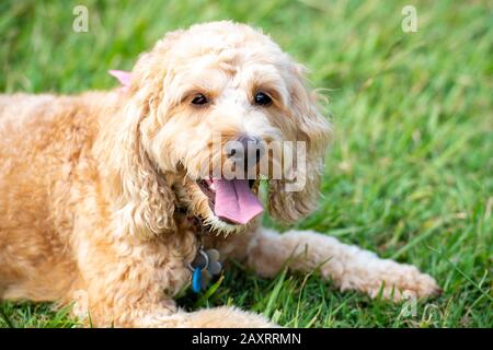 Ein Honigfarbiger Puppenspieler sitzt leise in einem Park, nachdem er mit einem Ball gespielt hat. Stockfoto