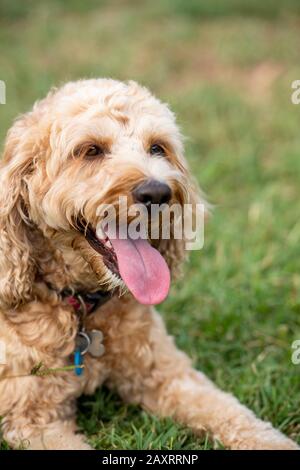 Ein honigfarbener Spoodle-Hund sitzt leise in einem Park, nachdem er mit einem Ball gespielt hat. Stockfoto